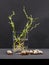 Still life composition with willow branches with small leaves and pink roots in a transparent vase and snail shells