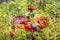 Still life of cranberries in moss, cedar cone autumn yellow leaf