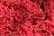 Still life with crop of many ripe bunches of viburnum berries as background closeup view