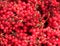 Still life with crop of many ripe bunches of viburnum berries as background closeup view