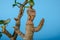 Still life of a dry Crassula Arborescens tree