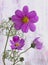 Still life fine art pop-art colored macro of a three flowers of cosmea blossom with green stem in realism painting style