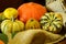 Still life of five variety of pumpkins on canvas