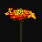 Still life floral outdoor close up image of a red orange blooming lantana blossom in bright sunlight with fine detail on black