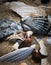 Still life of fragments of oyster, clam, scallop and snail shells washed up on the beach at the Jersey shore