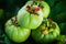 Still life with fresh garcinia cambogia on wooden background (Thai herb)