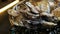 Still-life of fresh oysters on ice lies on a plate in a luxury restaurant