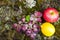 Still life of fruit on moss ground