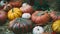 Still-life of haloween pumpkins