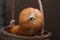 Still life with large-sized pumpkin fruit orange-coloured long with a large face-like head with a long nose and long body In the b