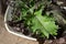 Still life with leaves Red Russian kale