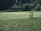 Still life with a lone chair in the meadow