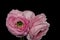 Still life macro of a pair of touching pink buttercup blossoms on black background in vintage painting style