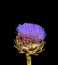 Still life macro portrait of a blooming artichoke on black background