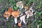 Still life with many collected edible mushrooms