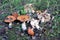 Still life with many collected edible mushrooms