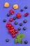 Still life of multi-colored berries on purple background. Red currants, raspberries red and yellow, blueberries, green mint