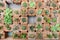 Still Life Natural Various Cactus Plants on Vintage Grey Background Texture