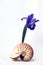 Still Life, Nautilus Seashell and Purple Iris