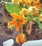 A still life with orange Asclepias flowers