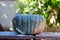 Still life organic fresh picked whole Queensland Blue Pumpkin squash from Australia in outdoor setting