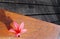 Still life of pink flower on wood patio table
