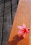 Still life pink flower on wood table