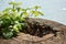 Still life of plants growing on tree stump