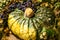 Still life of pumpkins, hops and already dried blue grapes