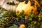 Still life of pumpkins, hops and already dried blue grapes