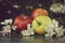 Still life with red and yellow apples and white flowers of an apple tree on a table