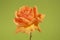 Still life, rose flower apricot color in green background