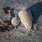 Still life of sand crab shells and other bits of washed-up marine objects at the Jersey shore