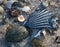 Still life of a scallop shell and pebbles plus bits of washed-up marine objects at the Jersey shore