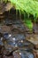 Still life with seashells, wet moss and rocks