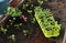 Still life with seedlings and sprouts of petunia flowers plants in pots in greenhouse