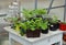 Still life with seedlings and sprouts of petunia flowers in pots in greenhouse