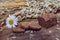 Still life- sheaf of oats, chamomile