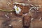 Still life- sheaf of oats, chamomile