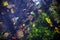 Still -life submerged underwater with green plants, pebbles, leaves, and chestnuts