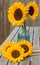 Still life with sunflowers in blue glass decanter,