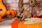 Still life to day of thanksgiving with autumn vegetables, fruit, pumpkin, wheat and funny,cute rabbit, bunny.Hello