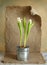 Still life with tulips