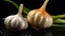 Still life of two garlic heads with drops water. Illustration AI