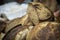 Still life of various delicious homemade breads on a wooden surface with well cooked crust