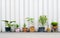 still life of various plants in the flower pots outdoors with co