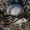 Still life of washed-up marine life including a snail shell and crab claw