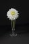Still life with white dahlia in a glass vase