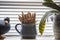 Still life of a window sill with a clay duck, a pot full of colored pencils and a houseplant