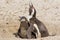 Still of Penguin Mother and Chicklet
